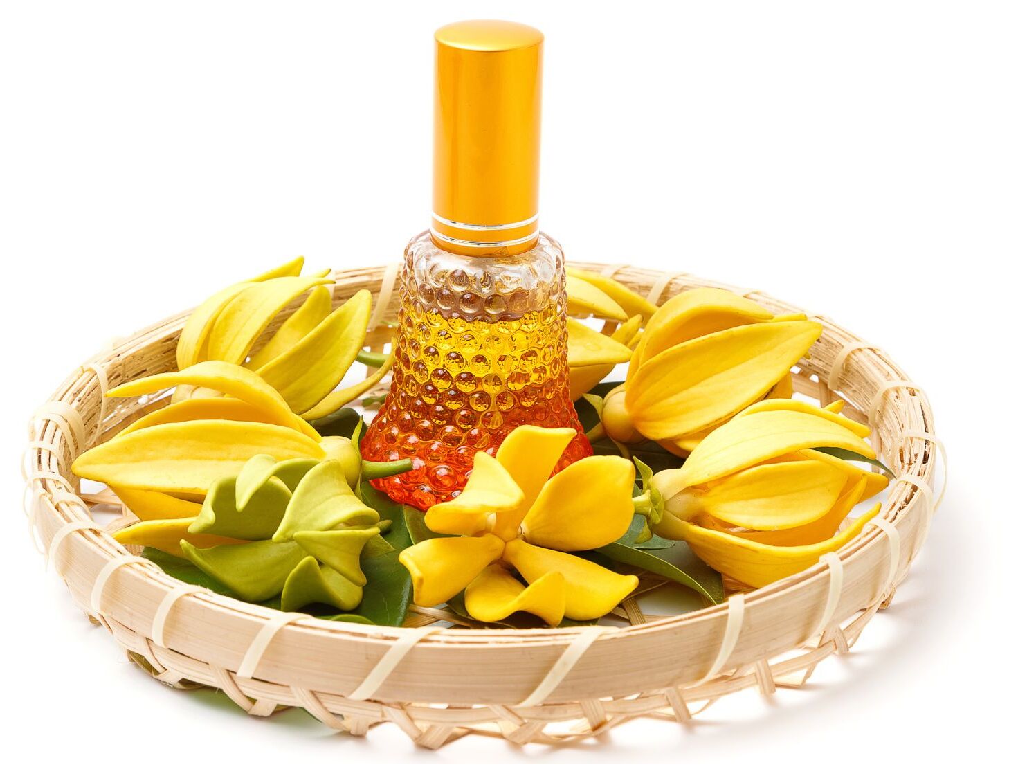 Ylang-ylang oil, courtesy of Glam Corporation